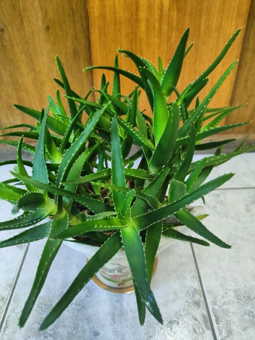 Цвете Алое на 4 години