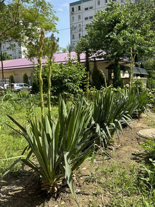 Юкка садовая ( декоративная)