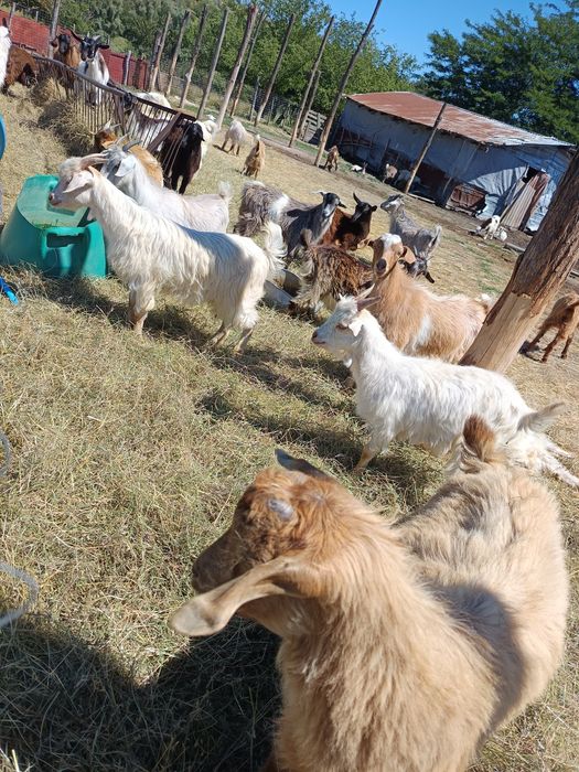 Vând iezi sănătoși