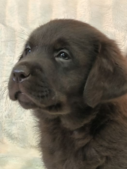 Щенки лабрадора ретривера