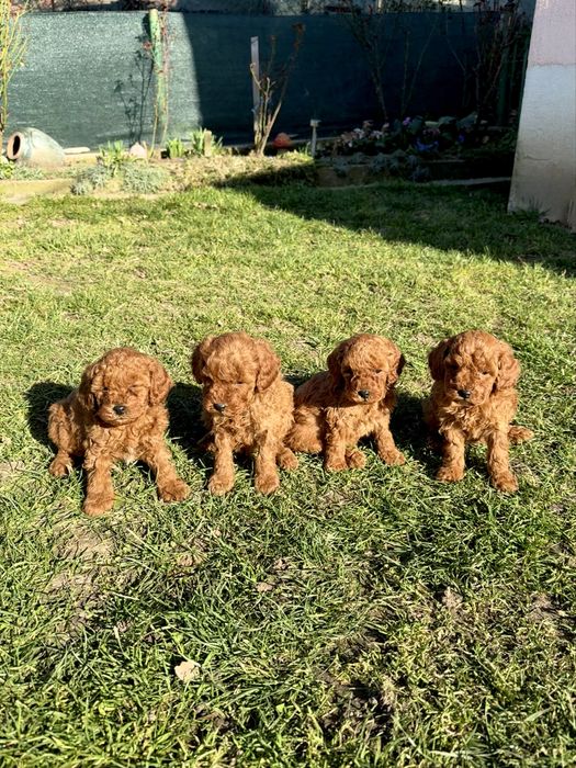 Пудел той/мини  Puddle toy/mini момчета и момиче със втора ваксина