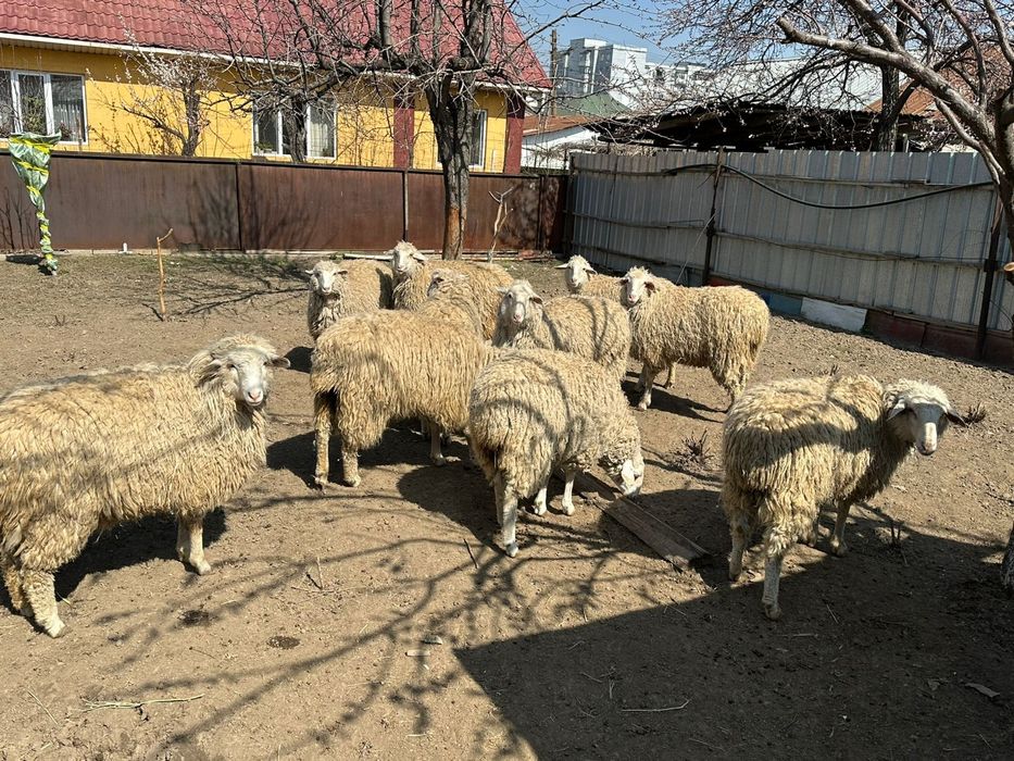 Продам баранов в Алматы