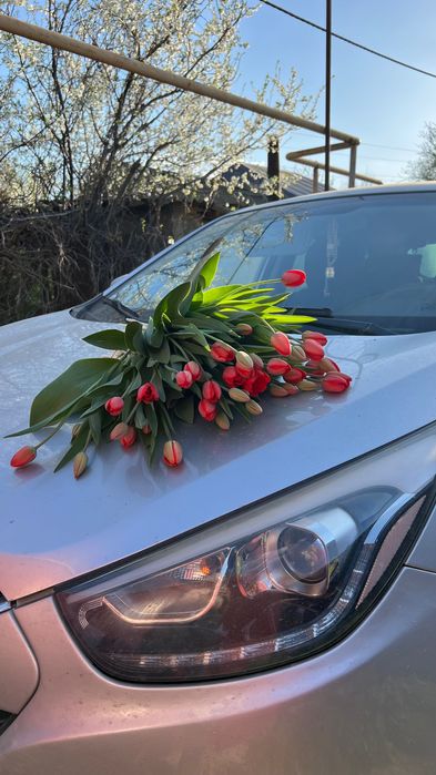 Тульпаны красные