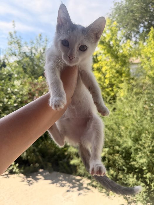 Котенок в добрые руки