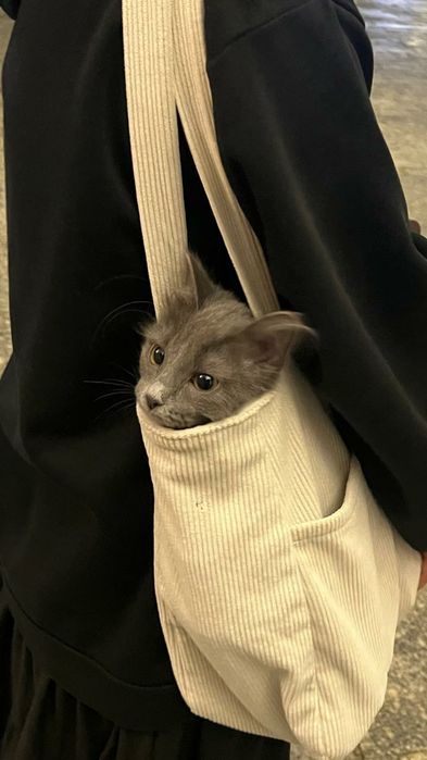 Отдам кошку бесплатно