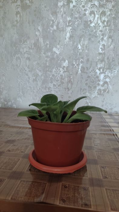 Продам фиалки 2шт