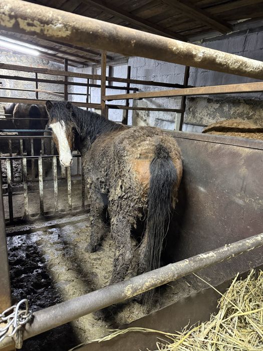 Лошади с откорма