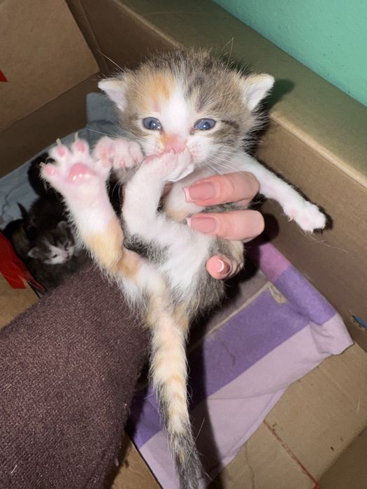 Котята в добрые руки