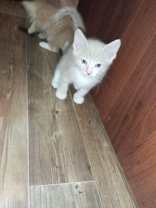 Отдам котят даром
