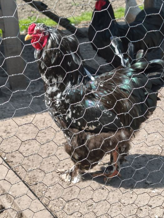 Cocosi Brahma de vanzare