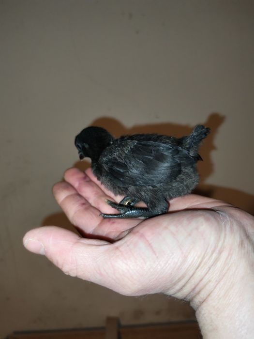 Pui Marans și Ayam Cemani