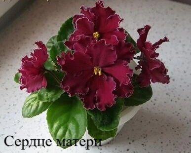 Продам сортовые фиалки