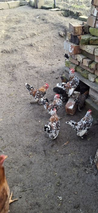 Cocosi richi Disponibili!