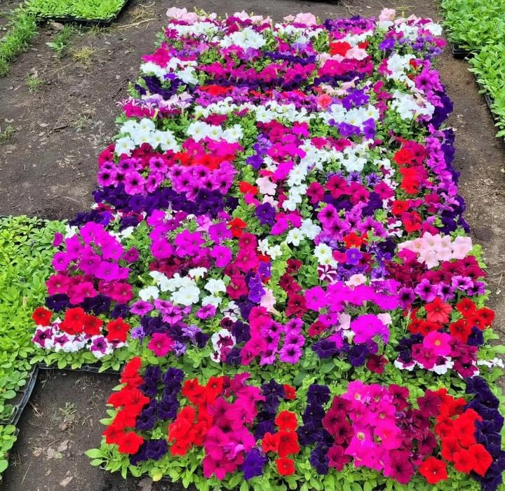 Питания голландская