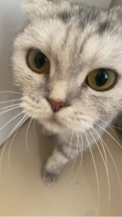 Котенок бесплатно