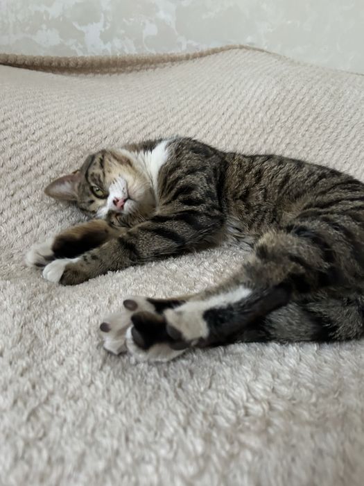 Отдам кота в добрые руки