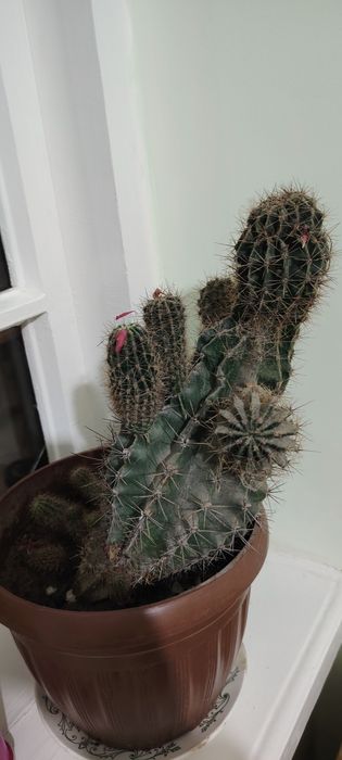 Gullar sotiladi xonaki gullar