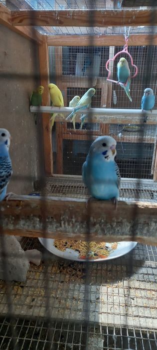 Радужныйлар  сотилади