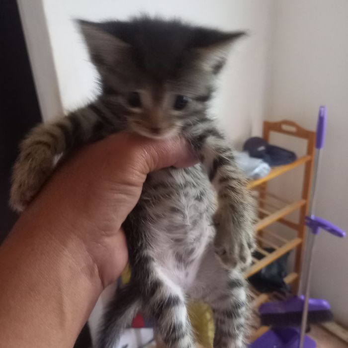 Котёнок 2 мальчик 2 девочка