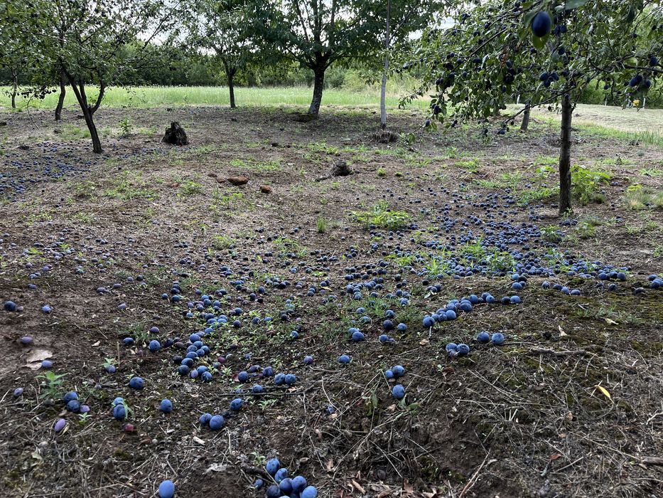 Vând prune pentru țuică gata culese