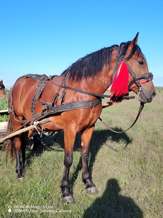 Vând mânză de 3 ani
