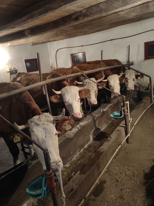 Vând sau schimb cu vaci de carne