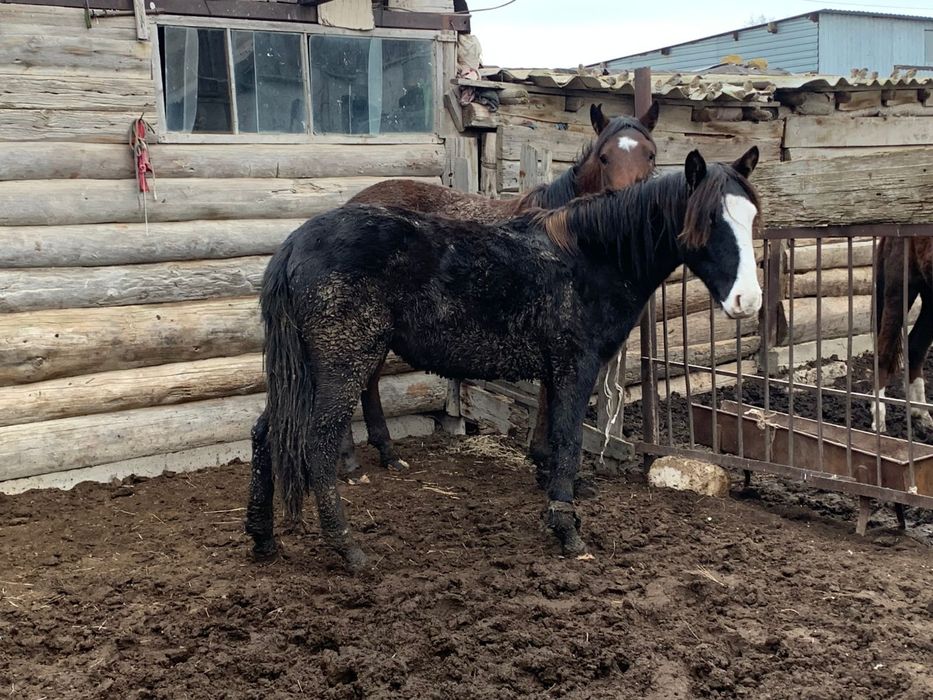 Жылқы сатылады. Продам.