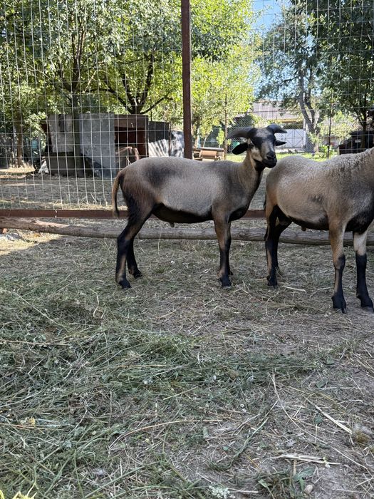 Vand miei de camerun,din luna aprilie al acestui an