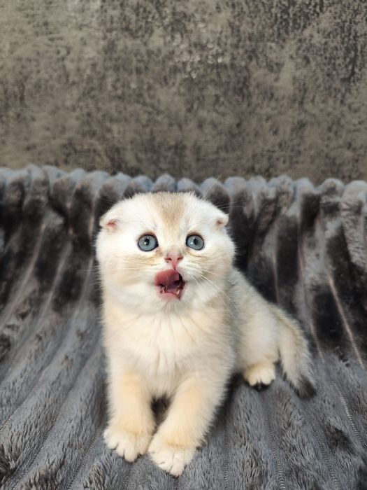 Pisoi Scottish Fold golden chinchilla