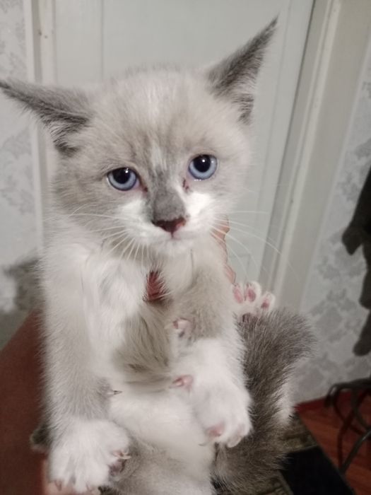 Отдам котят в хорошие руки