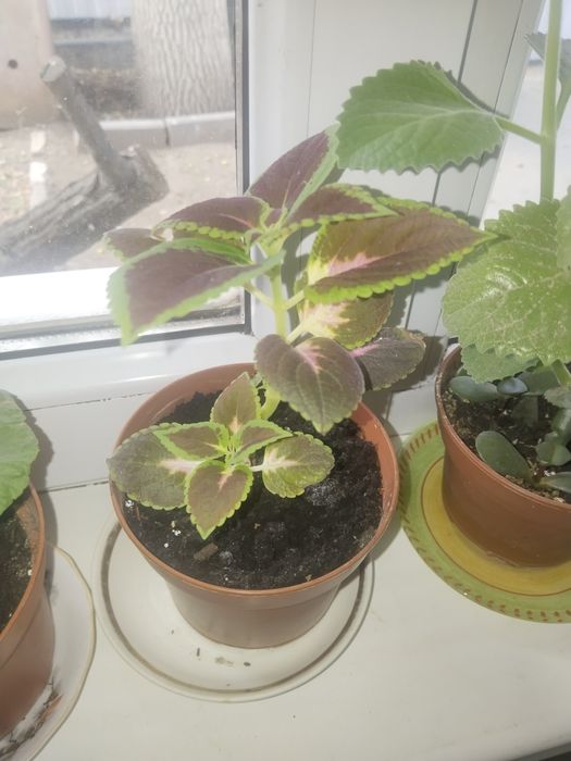 Продам цветы разные от 5000