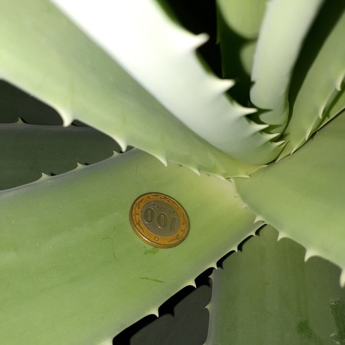 Алоэ Вера цветущий