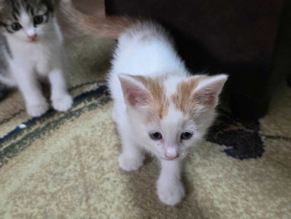 Котята красивые чистые