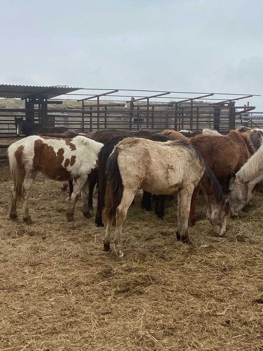 2025 жылғы семіз тайлар сатылады