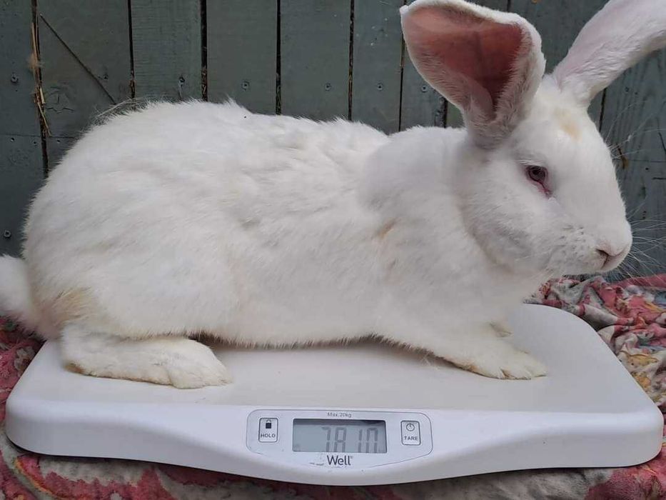 Iepuri uriaș german  Gri și Albi