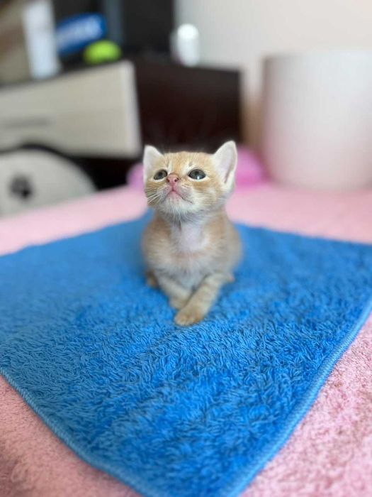 Котенца момче и момиче на 2 месеца търсят дом