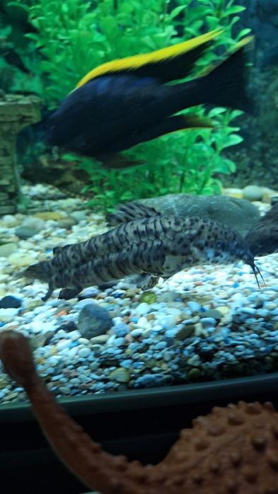 Аквариумные рыбки