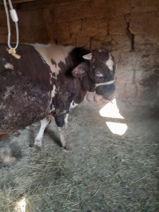 Buqa satiladi gbrit 2yaw