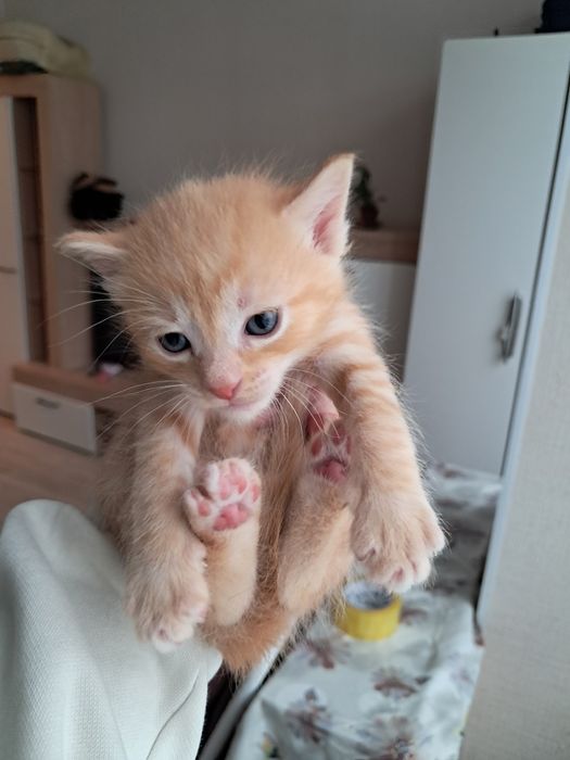 Отдам в добрые руки