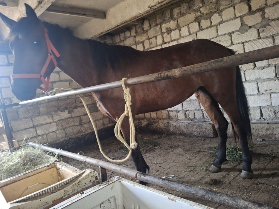 Байтал сатылады 2,5 жасар