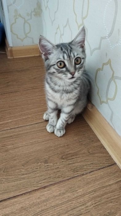 Отдам даром котенка