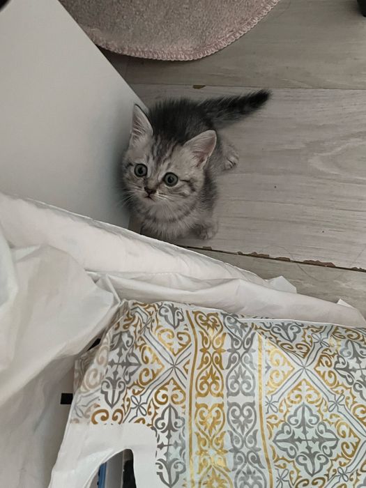 Котенке, мысыктар