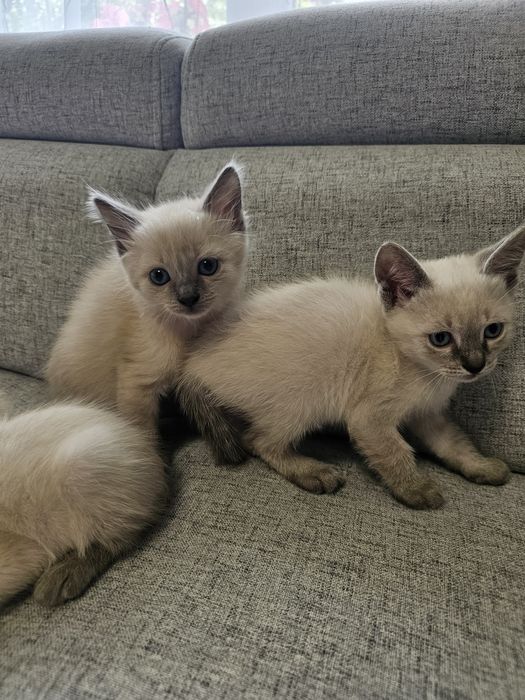 Pui picică birmaneză