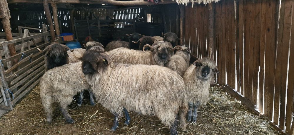 Oi românești de vanzare