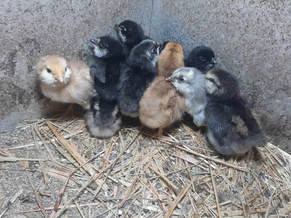 Продавам домашни пилета и токачки