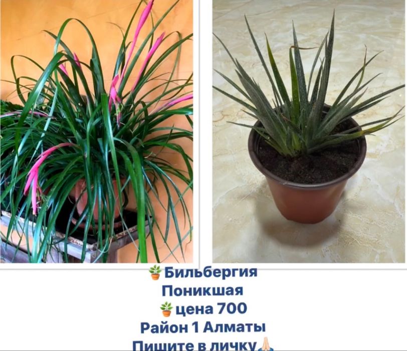 Продам домашние кактусы