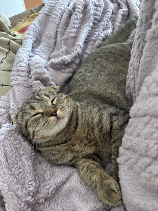 Отдам кошку в добрые руки