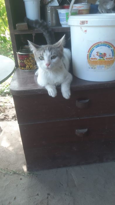 Отдадим котёнка в добрые руки