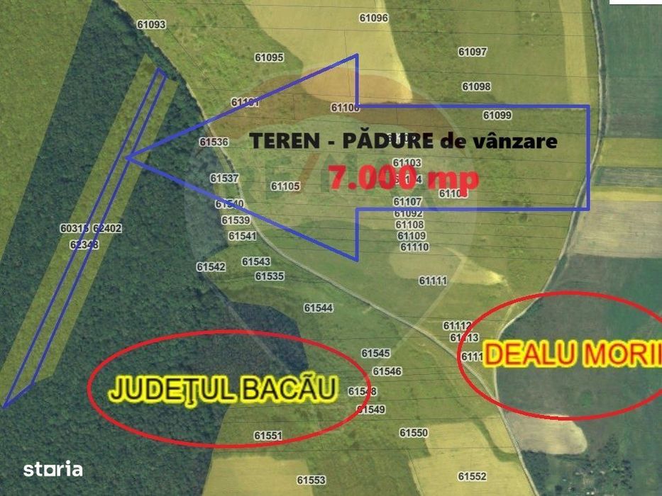 Padure de vanzare – 7.000 mp, Dealu Morii, jud. Bacau