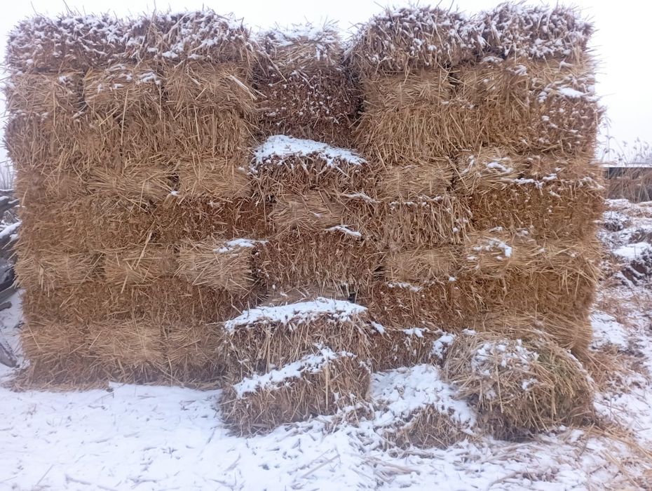 Шоп бар мощный прес